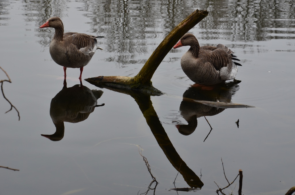 2018-04-14 Copenhagen/Utterslev Mose/DSC_0163.JPG